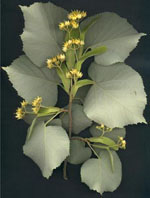 MSA TILIA TOMENTOSA 50 ML - Farmacia Murachelli Di Putelli dr. Giovanni