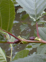 MSA ALNUS GLUTINOSA 50 ML - Farmacia Murachelli Di Putelli dr. Giovanni
