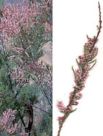 MSA TAMARIX GALLICA 50 ML - Farmacia Murachelli Di Putelli dr. Giovanni