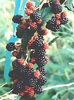 MSA RUBUS FRUCTICOSU 50 ML - Farmacia Murachelli Di Putelli dr. Giovanni