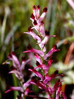 TSA FUMARIA OFFICINALIS 50 ML - Farmacia Murachelli Di Putelli dr. Giovanni