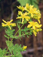 TSA HIPERICUM PERFORATUM 50 ML - Farmacia Murachelli Di Putelli dr. Giovanni