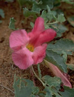 TSA HARPAGOPHYTUM 50 ML - Farmacia Murachelli Di Putelli dr. Giovanni