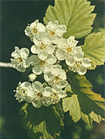 TSA CRATAEGUS OXYCANTHIA 50 ML - Farmacia Murachelli Di Putelli dr. Giovanni
